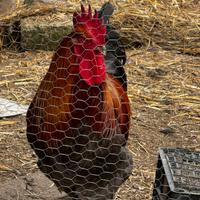 Gallo Marans Nero, 10 mesi