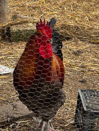 Gallo Marans Nero, 10 mesi