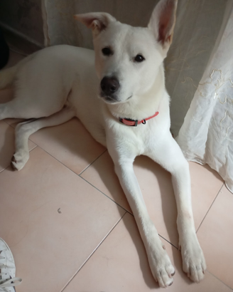 Pako