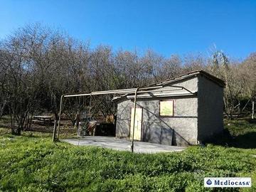 Terreno e noccioleto