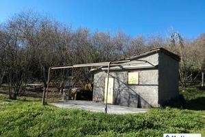 Terreno e noccioleto