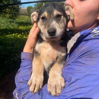 Cucciolo 3 mesi mix akita inu