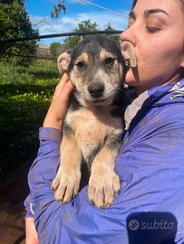 Cucciolo 3 mesi mix akita inu