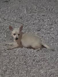 Splendido volpino spitz di 60 giorni