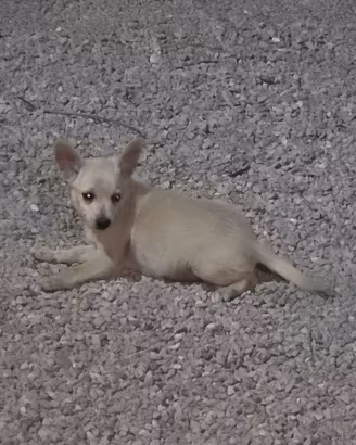 Splendido volpino spitz di 60 giorni