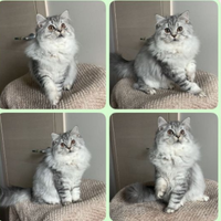 Cuccioli Scottish Straight/Highland