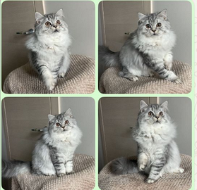 Cuccioli Scottish Straight/Highland