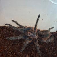 Tarantola Phormictopus dominican purple