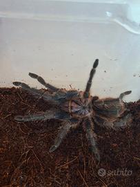 Tarantola Phormictopus dominican purple