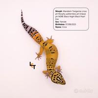 Geco leopardino