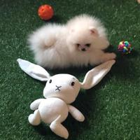 Pomerania spitz nano