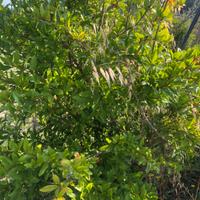 Terreno pianeggiante titoli Pac