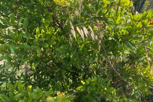 Terreno pianeggiante titoli Pac