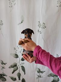 Cuccioli pinscher nano