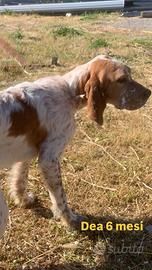 Setter inglese femmina