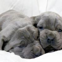 Cuccioli di cane corso TOP