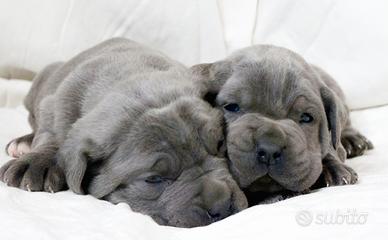 Cuccioli di cane corso TOP