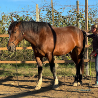 Cavallo del Catria 5 anni