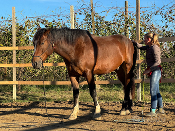 Cavallo del Catria 5 anni