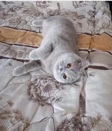 Scottish straight fold