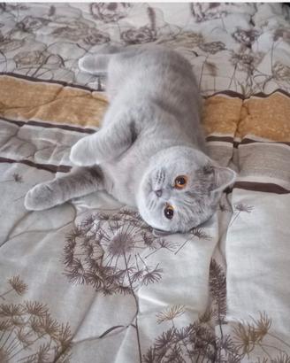 Scottish straight fold
