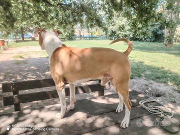 Pitbull ADBA per monta