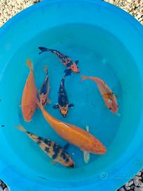 Carpe koi