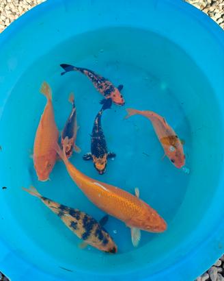 Carpe koi