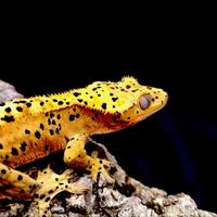 Geco Ciliatus