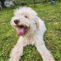 Cucciolo Lagotto Romagnolo con pedigree