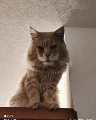 Gatto Maine Coon per monta