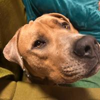 Cane Corso giovane con microchip e vaccinato