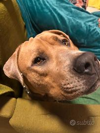 Cane Corso giovane con microchip e vaccinato