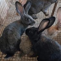 Trio conigli nostrani 2F 1M