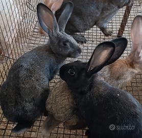 Trio conigli nostrani 2F 1M