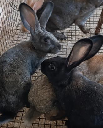 Trio conigli nostrani 2F 1M