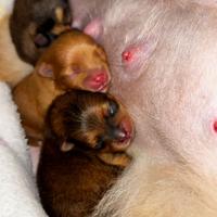 Pomerania / Spitz nano