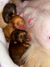 Pomerania / Spitz nano