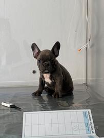 Cucciolo bulldog francese