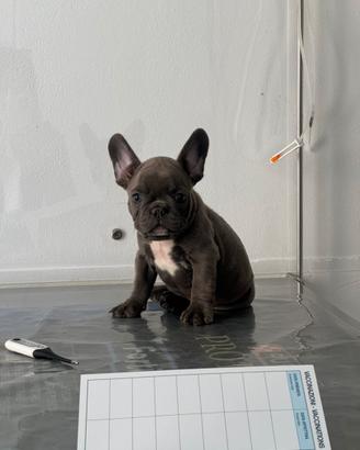Cucciolo bulldog francese