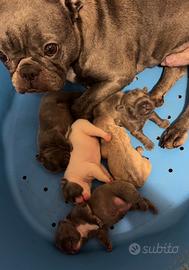 Bulldog Francesci blue