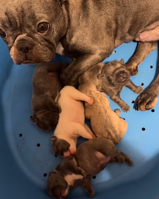 Bulldog Francesci blue