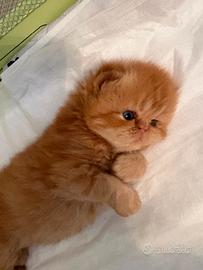 Gatti persiani