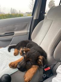 Disponibile cucciolo pastore tedesco