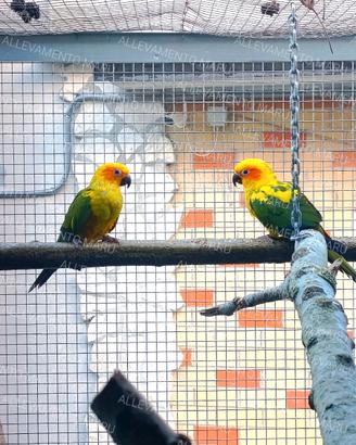 Coppia Conuri del sole