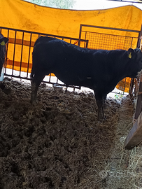 Bovino maschio biologico