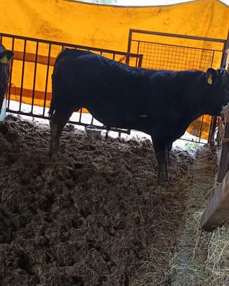 Bovino maschio biologico