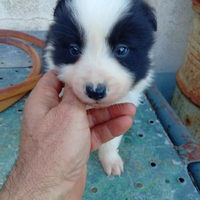 Cuccioli di border collie