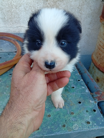 Cuccioli di border collie