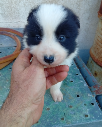 Cuccioli di border collie